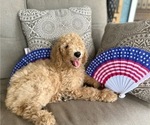 Small Photo #14 Poodle (Standard) Puppy For Sale in TAMPA, FL, USA
