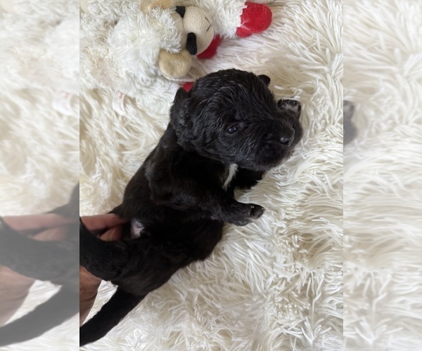 Medium Photo #111 Bernedoodle Puppy For Sale in BELMONT, NC, USA