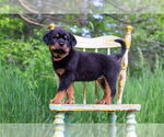 Puppy Pink Rottweiler