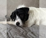 Small #3 Mutt