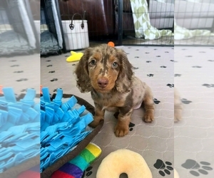 Dachshund Puppy for sale in FLEMING ISLAND, FL, USA