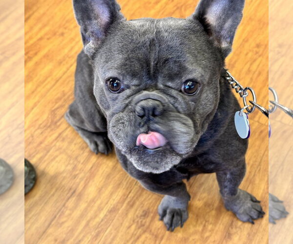 Medium Photo #2 French Bulldog-Unknown Mix Puppy For Sale in Pittsburg, CA, USA