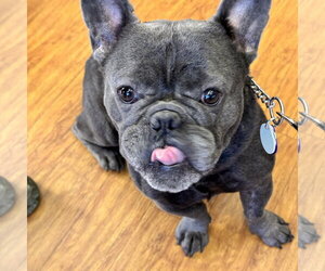 *Inchworm GREEN - Male French Bulldog-Unknown Mix Dog for Adoption - Photo #2