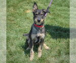 Small #2 Mutt
