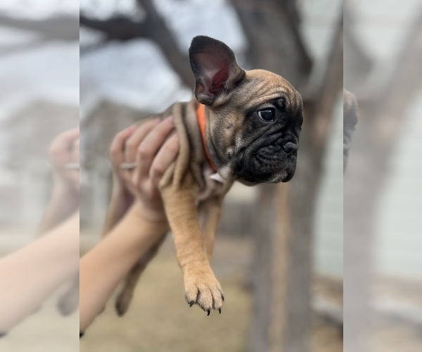 Full screen Photo #1 French Bulldog Puppy For Sale in THORNTON, CO, USA