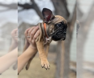 French Bulldog Puppy for Sale in THORNTON, Colorado USA