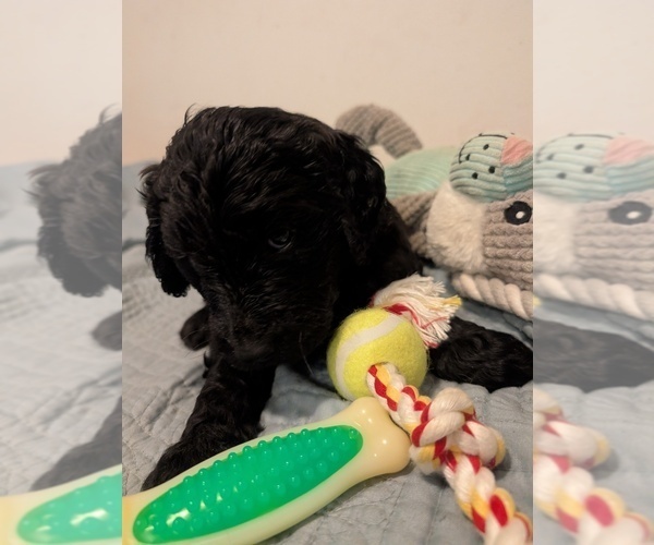 Medium Photo #6 Goldendoodle Puppy For Sale in ASHFORD, WA, USA