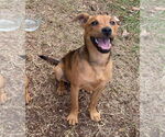 Small #1 Mutt