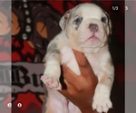 Small Photo #10 American Bully Puppy For Sale in HIRAM, GA, USA