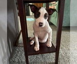 Small American Pit Bull Terrier-American Staffordshire Terrier Mix