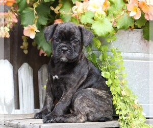 Faux Frenchbo Bulldog Puppy for sale in FREDERICKSBG, OH, USA