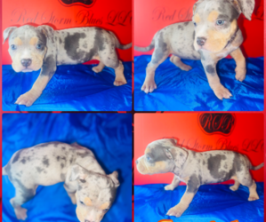 American Bully Litter for sale in TRENTON, NJ, USA