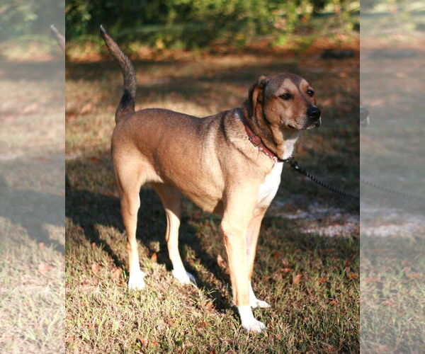 Medium Photo #3 German Shepherd Dog-Rhodesian Ridgeback Mix Puppy For Sale in Attalka, AL, USA