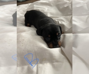 Dachshund Puppy for sale in DOUGLAS, GA, USA