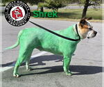 Small #1 American Bulldog Mix