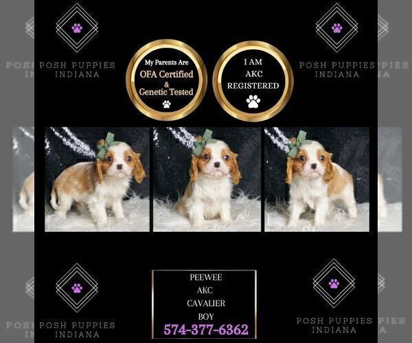 Medium Photo #2 Cavalier King Charles Spaniel Puppy For Sale in WARSAW, IN, USA