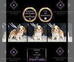 Small Photo #42 Cavalier King Charles Spaniel Puppy For Sale in WARSAW, IN, USA