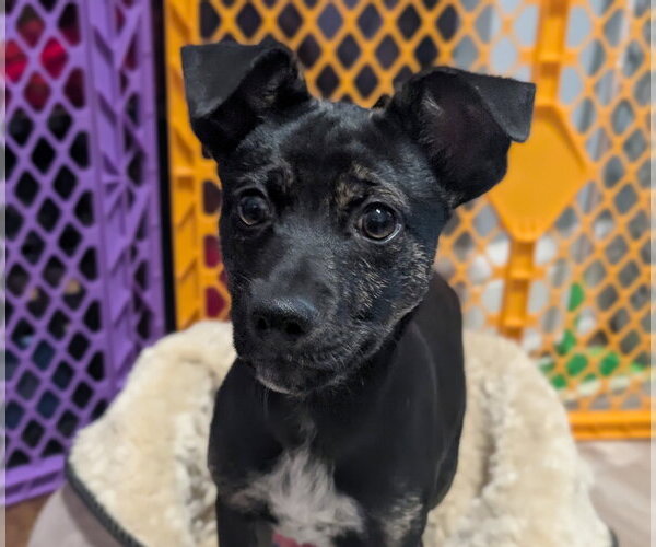 Medium Photo #5 Mutt Puppy For Sale in Brooklyn Center, MN, USA