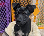 Small Photo #5 Mutt Puppy For Sale in Brooklyn Center, MN, USA
