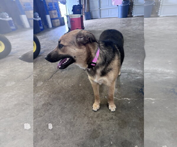 Medium Photo #6 German Shepherd Dog-Unknown Mix Puppy For Sale in Columbus, IN, USA