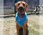 Small #2 Labrador Retriever Mix