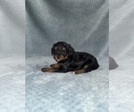 Puppy Puppy 6 Cavapoo mix (+ Poodle Miniature)