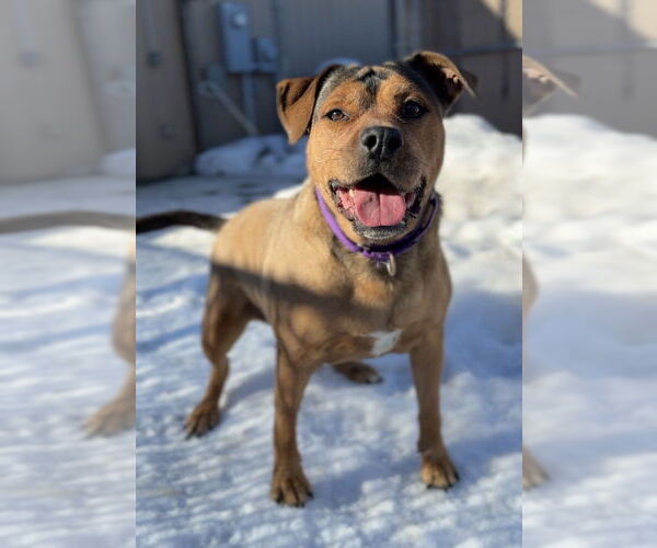 Medium Photo #10 Mutt Puppy For Sale in Bemidji, MN, USA