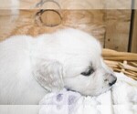 Small #3 English Cream Golden Retriever