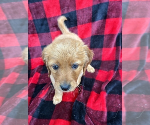 Medium Photo #4 Golden Labrador-Goldendoodle Mix Puppy For Sale in GROVE CITY, OH, USA