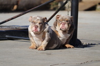 Small Photo #19 English Bulldog Puppy For Sale in LOS ANGELES, CA, USA