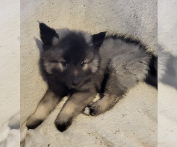 Medium Photo #3 Keeshond Puppy For Sale in BLAIRSBURG, IA, USA