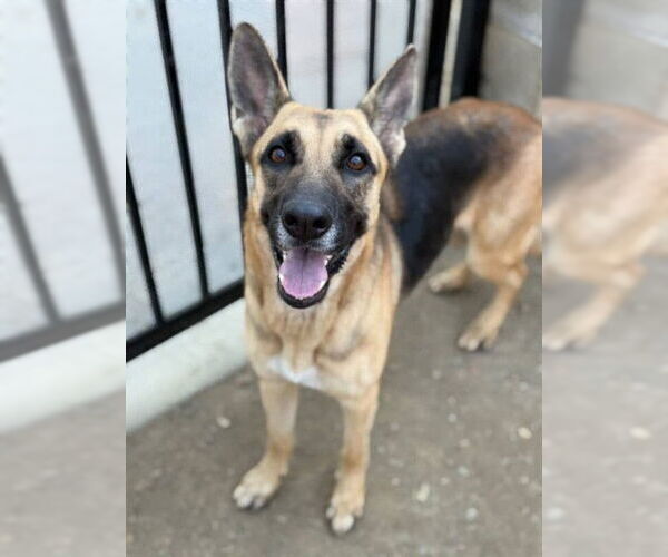 Medium Photo #1 German Shepherd Dog Puppy For Sale in Riverside, CA, USA