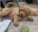 Small Photo #3 Goldendoodle Puppy For Sale in CASTRO VALLEY, CA, USA