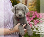 Small #3 Labrador Retriever