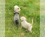 Small #14 Labrador Retriever