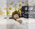 Small #3 Cocker Spaniel