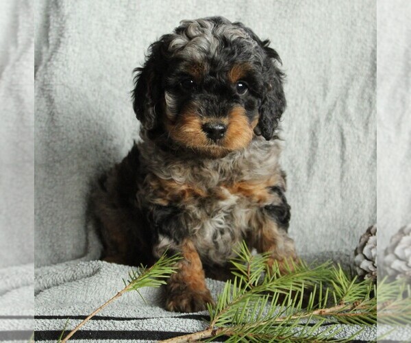 Medium Photo #4 Cockapoo-Poodle (Miniature) Mix Puppy For Sale in GAP, PA, USA