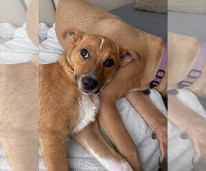 Mutt Dogs for adoption in Germantown, OH, USA