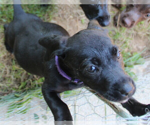 Medium Photo #6 Doxle Puppy For Sale in Aurora, IN, USA
