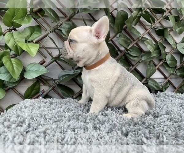 Medium Photo #15 French Bulldog Puppy For Sale in LEHIGH ACRES, FL, USA