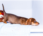 Small Photo #15 Dachshund Puppy For Sale in WAKARUSA, IN, USA