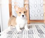 Small Photo #3 Cardigan Welsh Corgi Puppy For Sale in NAPLES, FL, USA