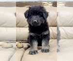 Small Photo #31 German Shepherd Dog Puppy For Sale in BRIGHTON, CO, USA
