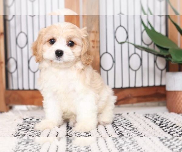 Medium Photo #3 Cavachon Puppy For Sale in NAPLES, FL, USA