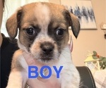 Small Photo #2 Chiranian Puppy For Sale in OAK GROVE, KY, USA