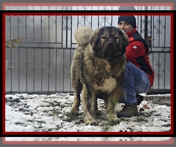 Medium Photo #2 Caucasian Shepherd Dog Puppy For Sale in Zarnesti, Brasov, Romainia