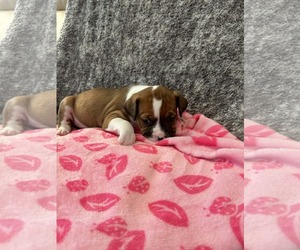 American Staffordshire Terrier-Unknown Mix Dogs for adoption in Holly Springs, NC, USA