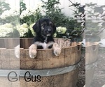 Small Photo #8 Aussiedoodle Puppy For Sale in SPOKANE VALLEY, WA, USA