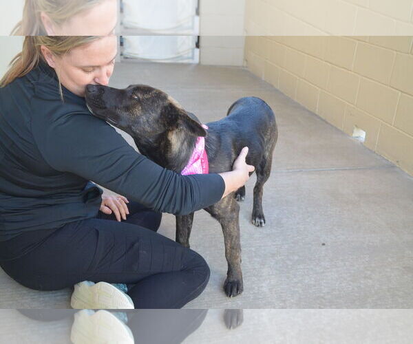 Medium Photo #3 Mutt Puppy For Sale in McKinney, TX, USA