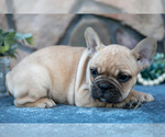 Small #2 French Bulldog